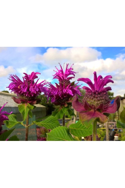 Monarda didyma Bee-Free у саду